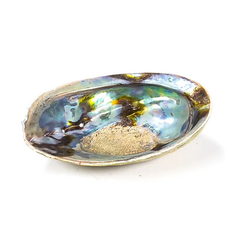 La Coquille Abalone